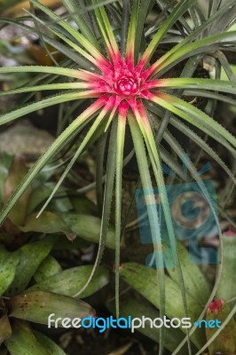 Bromeliad In Tropical Forest, Brazil Stock Photo