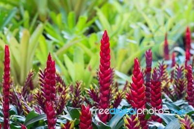 Bromeliad Plant Stock Photo