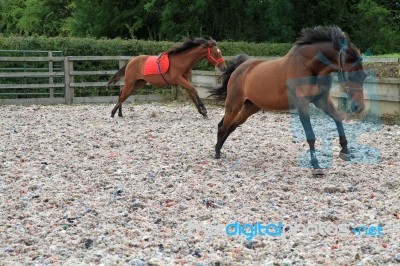 Bronking Horses Stock Photo