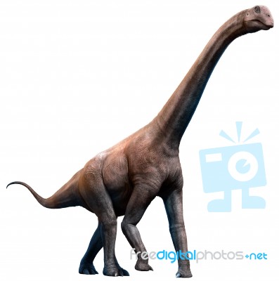 Brontomerus Stock Image