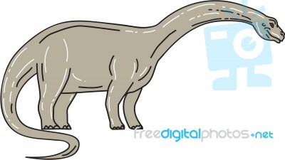 Brontosaurus Dinosaur Looking Down Mono Line Stock Image