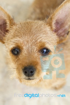 Brown And Small Domestic Puppy Stock Photo