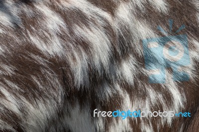 Brown And White Goat Fur Texture Stock Photo