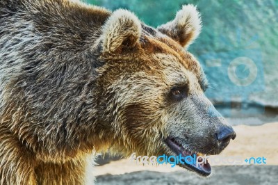 Brown Bear In A Zoo Stock Photo