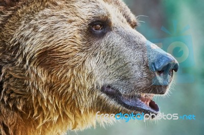 Brown Bear In A Zoo Stock Photo