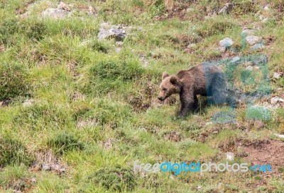 Brown Bear In Asturian Lands Stock Photo