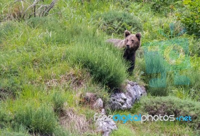 Brown Bear In Asturian Lands Stock Photo