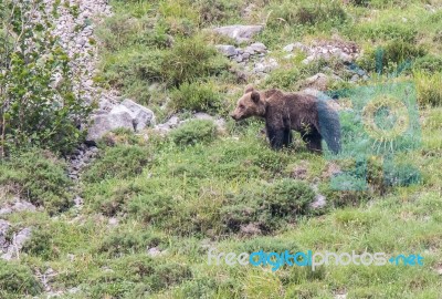 Brown Bear In Asturian Lands Stock Photo