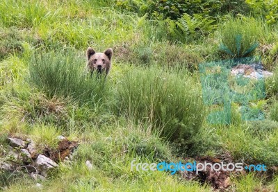 Brown Bear In Asturian Lands Stock Photo