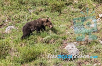 Brown Bear In Asturian Lands Stock Photo