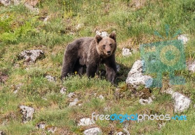 Brown Bear In Asturian Lands Stock Photo