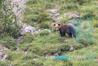 Brown Bear In Asturian Lands Stock Photo