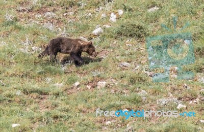 Brown Bear In Asturian Lands Stock Photo