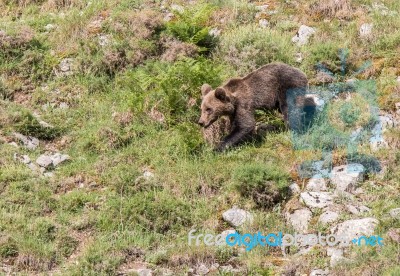 Brown Bear In Asturian Lands Stock Photo