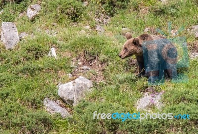 Brown Bear In Asturian Lands Stock Photo