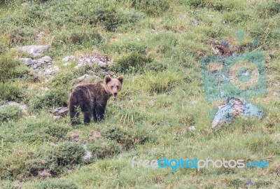 Brown Bear In Asturian Lands Stock Photo