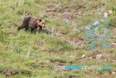 Brown Bear In Asturian Lands Stock Photo