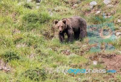 Brown Bear In Asturian Lands Stock Photo