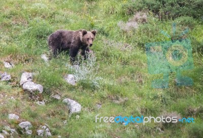 Brown Bear In Asturian Lands Stock Photo