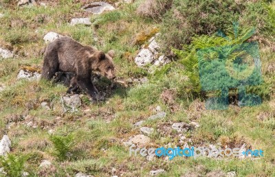 Brown Bear In Asturian Lands Stock Photo