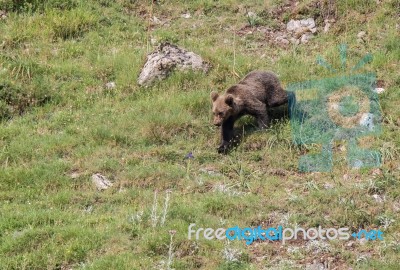 Brown Bear In Asturian Lands Stock Photo