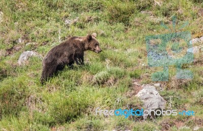 Brown Bear In Asturian Lands Stock Photo