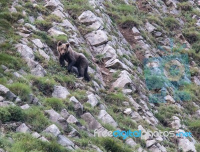 Brown Bear In Asturian Lands Stock Photo