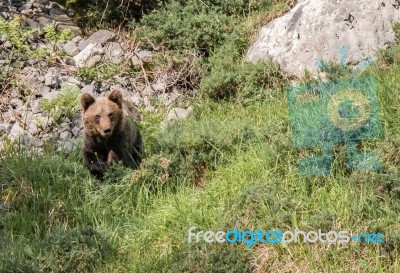 Brown Bear In Asturian Lands Stock Photo