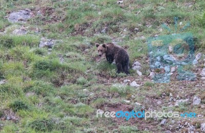 Brown Bear In Asturian Lands Stock Photo