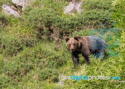 Brown Bear In Asturian Lands Stock Photo