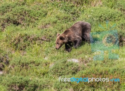 Brown Bear In Asturian Lands Stock Photo