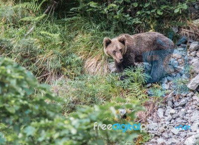 Brown Bear In Asturian Lands Stock Photo