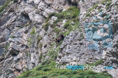 Brown Bear In Asturian Lands Stock Photo