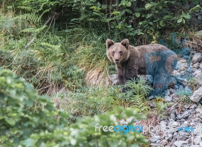 Brown Bear In Asturian Lands Stock Photo