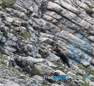 Brown Bear In Asturian Lands Stock Photo