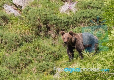 Brown Bear In Asturian Lands Stock Photo