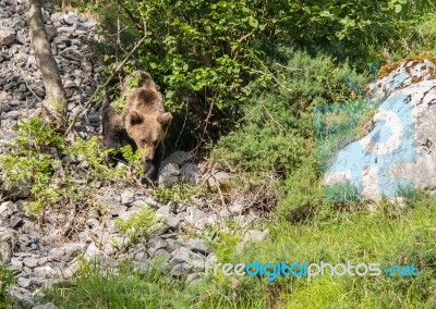 Brown Bear In Asturian Lands Stock Photo