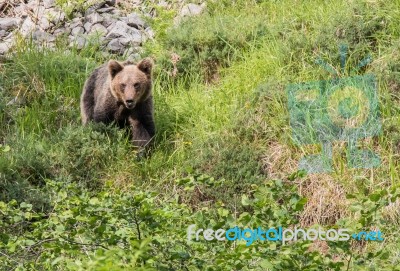 Brown Bear In Asturian Lands Stock Photo