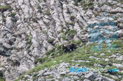 Brown Bear In Asturian Lands Stock Photo