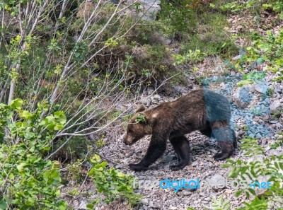 Brown Bear In Asturian Lands Stock Photo