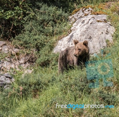 Brown Bear In Asturian Lands Stock Photo