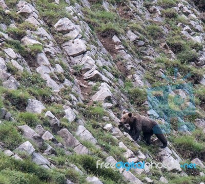 Brown Bear In Asturian Lands Stock Photo