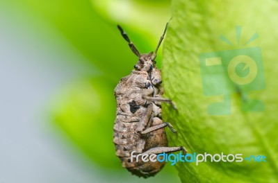 Brown Beetle In Green Nature Stock Photo