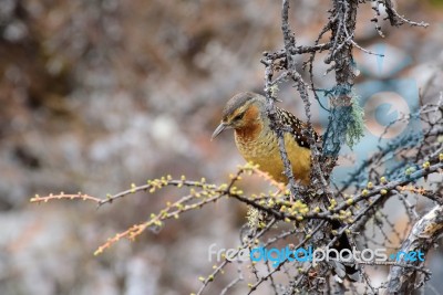 Brown Bird Perched On A Tree Branch Stock Photo