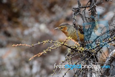 Brown Bird Perched On A Twig Stock Photo