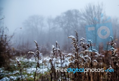 Brown Blades Of Grass Covered With Snow Stock Photo