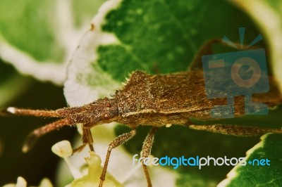 Brown Bug Stock Photo