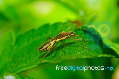 Brown Bug In Green Nature Stock Photo