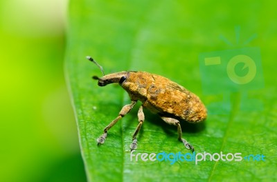 Brown Bug In Green Nature Stock Photo