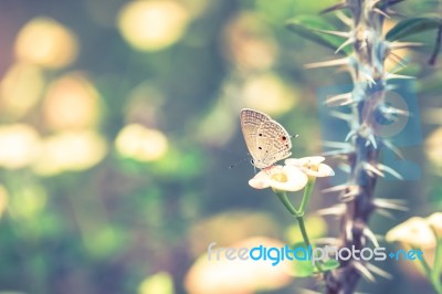 Brown Butterfly On Flower In A Park Blurred Bokeh Background Stock Photo